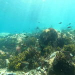 Chalkidiki: Snorkeling Adventure in Sithonia - Practical Details and Tips for Your Snorkeling Trip