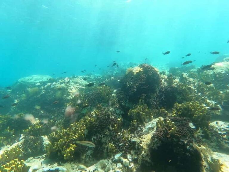 Chalkidiki: Snorkeling Adventure in Sithonia - Practical Details and Tips for Your Snorkeling Trip