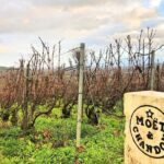 Champagne Area Small-Group Tour including a Top Champagne house & Family Winery - In-Depth Review of the Champagne Experience