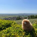 Champagne Private Day Trip: Epernay & Reims 9 glasses - The Practicalities: What You Need to Know