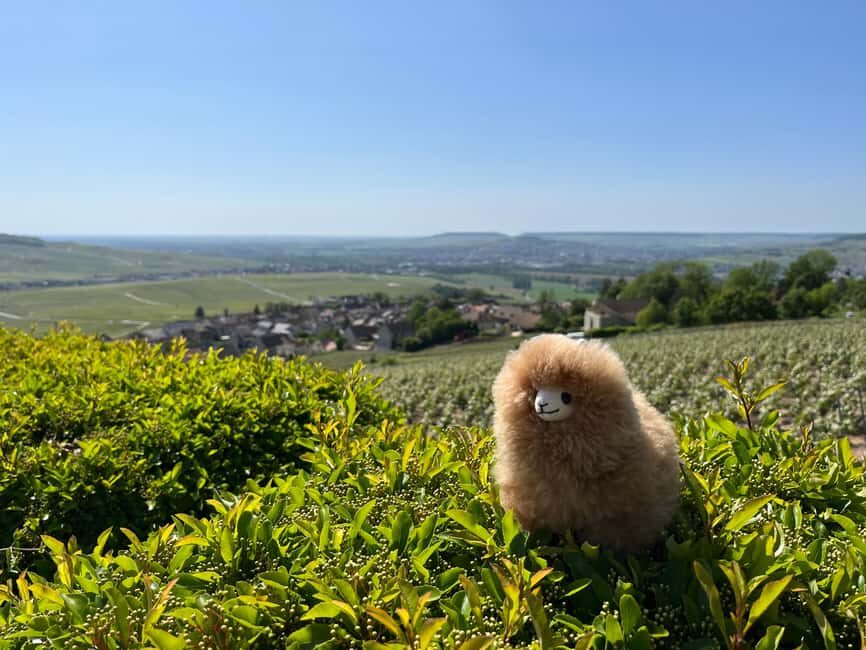 Champagne Private Day Trip: Epernay & Reims 9 glasses - The Practicalities: What You Need to Know