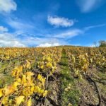 Champagne Small-Group Tour with Tastings and Lunch from Epernay - A Family-Run Champagne Estate and Lunch