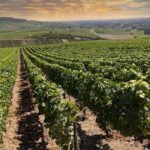 Champagne Tasting Tour Day Trip From Paris - The Value of This Champagne Day Trip