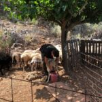 Chania Area: Cooking Class at a Farm in Stylos Village - Who Would Love This Tour?