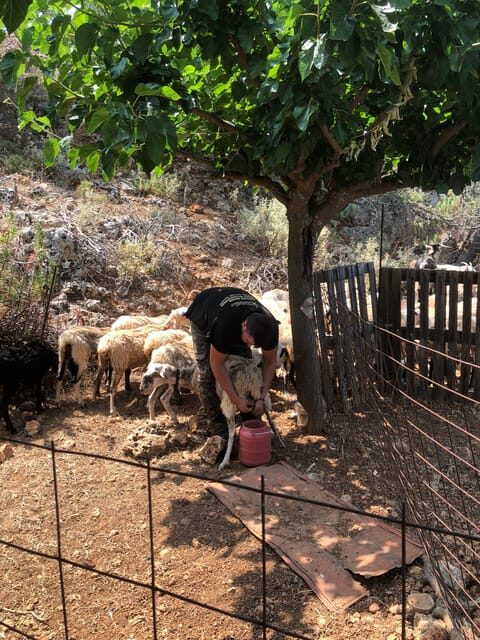 Chania Area: Cooking Class at a Farm in Stylos Village - Who Would Love This Tour?