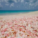 Chania: Elafonissi Express Day TourDirect Route, No Delays - What Is Included and What’s Not