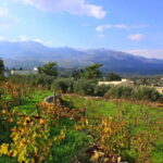 Chania: Full-Day Vineyard & Winery Private Tour w/ Tastings - Final Thoughts: Who Will Appreciate This Tour?