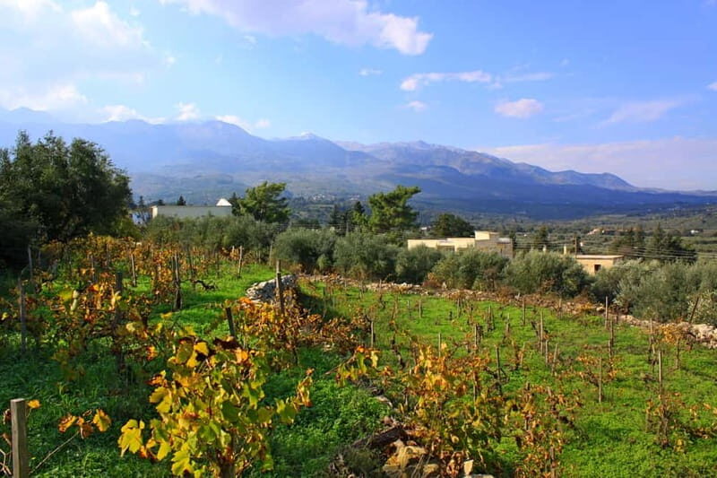 Chania: Full-Day Vineyard & Winery Private Tour w/ Tastings - Final Thoughts: Who Will Appreciate This Tour?