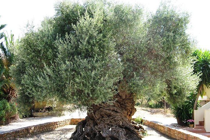 Chania Old Town - Millennial Olive Tree - Olive Oil Mill - Discovering Chania’s Old Town: A Tapestry of History and Culture