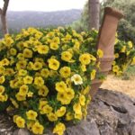 Chania Pink Sand Beaches Private Tour: Elafonisi & Falasarna - Who Should Consider This Tour?