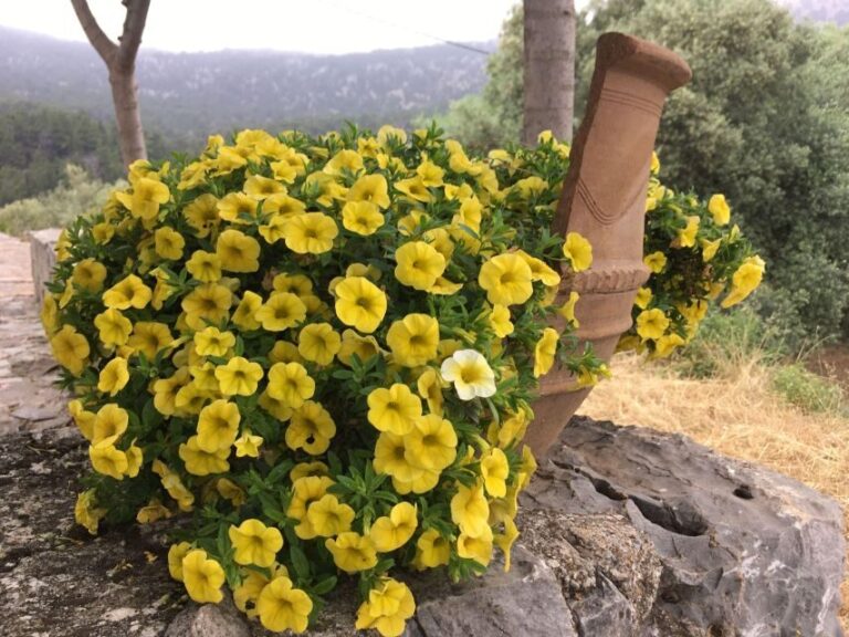 Chania Pink Sand Beaches Private Tour: Elafonisi & Falasarna - Who Should Consider This Tour?