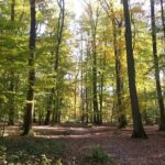 Chantilly by bike or Chantilly with electric bike - Is It Worth the Price?