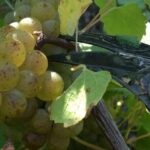 Château du Bois-Huaut: Cellar Tour and Wine Tasting Class - Guided Tour of the Cellars