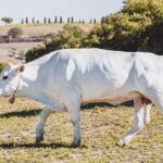 Chianina cattle Tour - Why You Should Consider This Tour
