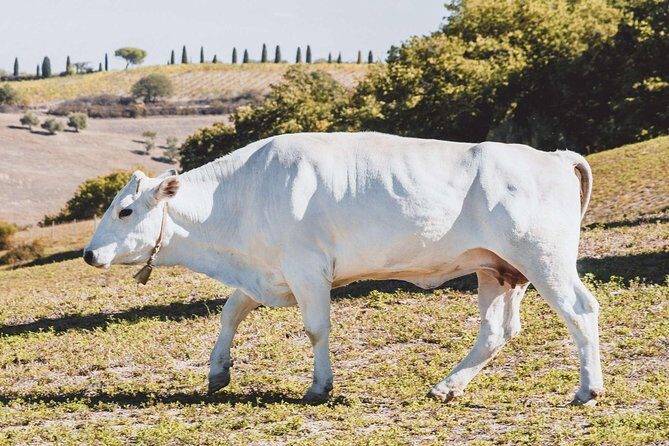 Chianina cattle Tour - Why You Should Consider This Tour