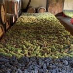 Chianti and San Gimignano - 2 Wineries with Pairing Lunch - The Wineries: Tasting and Learning