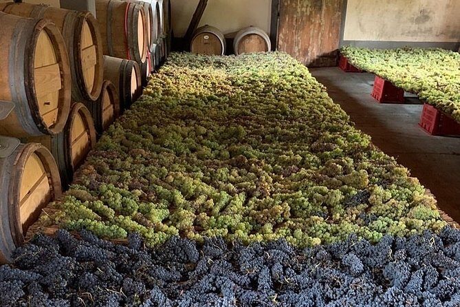 Chianti and San Gimignano - 2 Wineries with Pairing Lunch - The Wineries: Tasting and Learning