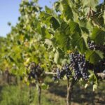 Chianti Classico wine Tour and Tasting - Who Would Love This Tour?