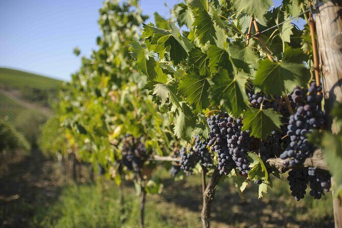 Chianti Classico wine Tour and Tasting - Who Would Love This Tour?