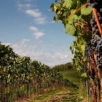 Chianti Colli Fiorentini Winery Tour 18km from Florence - A Deeper Look at the Chianti Colli Fiorentini Winery Tour