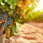 Chianti Half-Day Wine Tour in the Tuscan Hills Small Group from Lucca - What the Tour Includes and Why It Matters