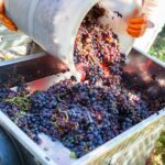 Chianti Half-day Wine Tour in the Tuscan's Hills from Pisa - Why Travelers Keep Coming Back