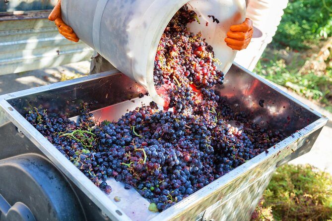 Chianti Half-day Wine Tour in the Tuscan's Hills from Pisa - Why Travelers Keep Coming Back