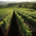 Chianti Vineyards Tours in Private Luxury Van from Florence - Why This Tour Excels