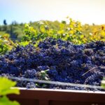 Chianti: Wine and Olive Oil Tasting with Cellar Tour - A Close Look at the Experience