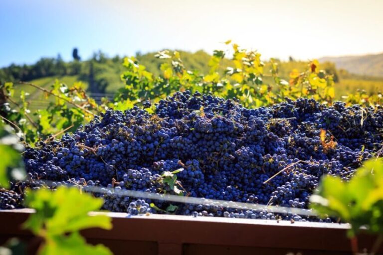 Chianti: Wine and Olive Oil Tasting with Cellar Tour - A Close Look at the Experience