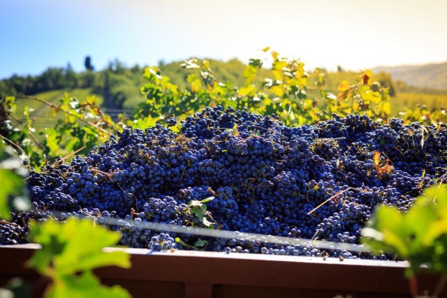 Chianti: Wine and Olive Oil Tasting with Cellar Tour - A Close Look at the Experience