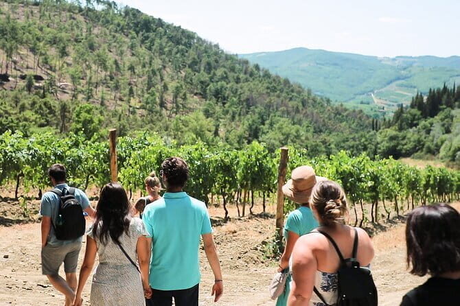 Chianti Wine Tour: Two Wine Tastings, Vineyards and Cellar Visit - The Sum Up