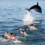 City Of Side: Dolphin Island Boat or Side Boat Tour Options - The Boat: Comfort and Facilities