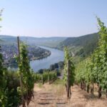 Cochem, Moselle: Wine experience hike with boat trip - Why This Tour Works