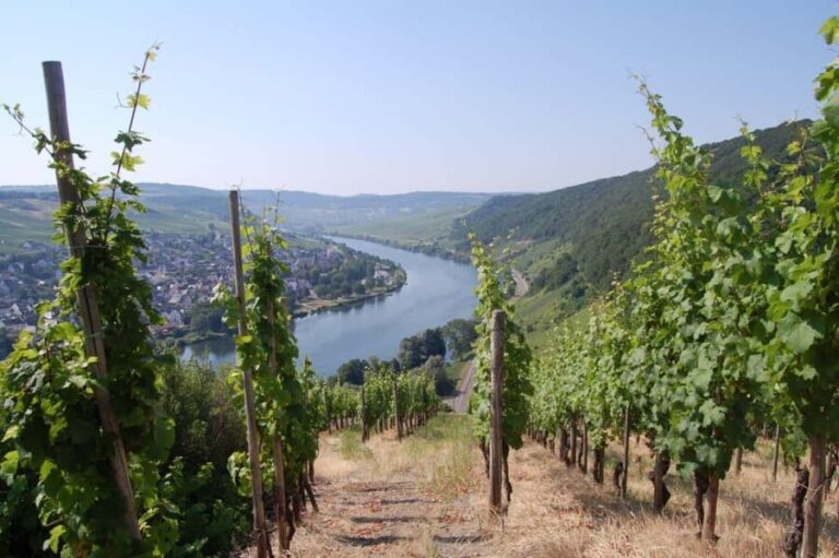 Cochem, Moselle: Wine experience hike with boat trip - Why This Tour Works