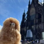 Cologne & Düsseldorf: Chocolate and Beer Private Guided Tour - Practicalities and Logistics