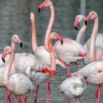 Combo: Cagliari Old Town and the Oasis of Flamingos - The Experience: Riding a Segway in Cagliari