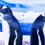 Combo Ticket: Madame Tussauds & SEA LIFE London Aquarium - Practical Details and Tips for Visiting