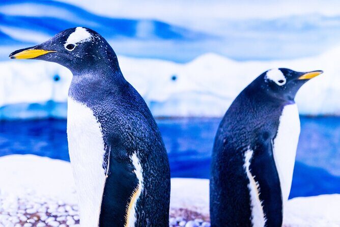 Combo Ticket: Madame Tussauds & SEA LIFE London Aquarium - Practical Details and Tips for Visiting