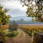 Commanderie de Peyrassol: Guided tour of the wine cellars - Practical Details and Tips