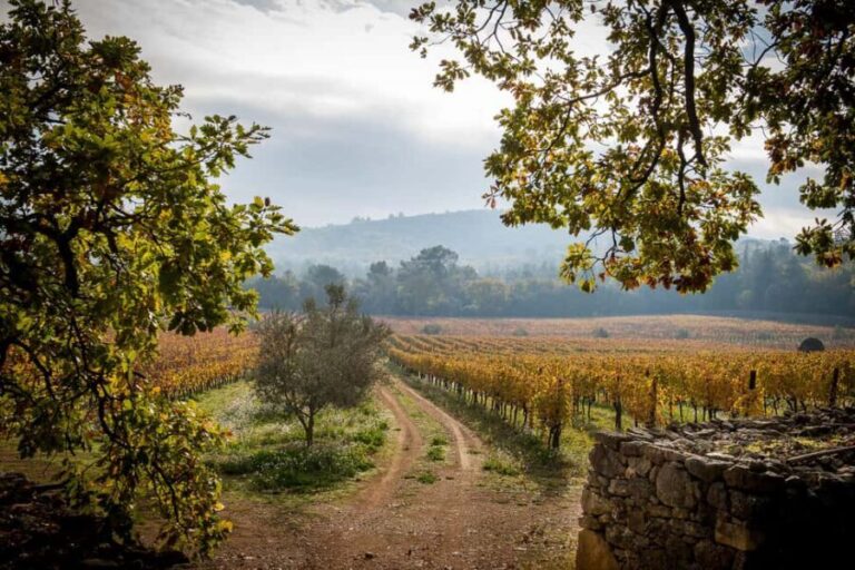 Commanderie de Peyrassol: Guided tour of the wine cellars - Practical Details and Tips
