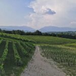 Conegliano: Prosecco Hills and Vineyards tour - Who Will Love This Tour?