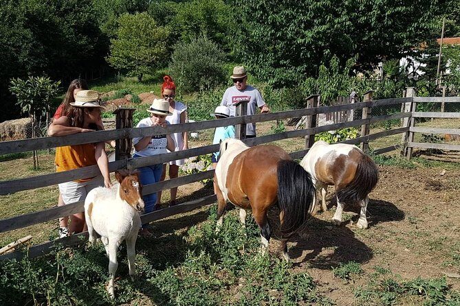 Cook like a local Greek Cooking lesson in Mt Pelion Greece - What to Expect From the Itinerary