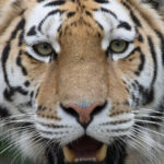 Copenhagen: Copenhagen Zoo Entry Ticket - Authentic Experiences from Visitors