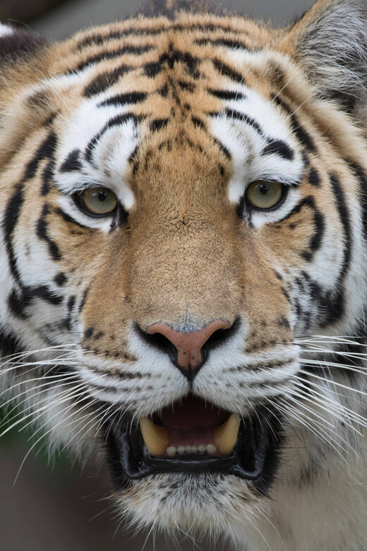 Copenhagen: Copenhagen Zoo Entry Ticket - Authentic Experiences from Visitors