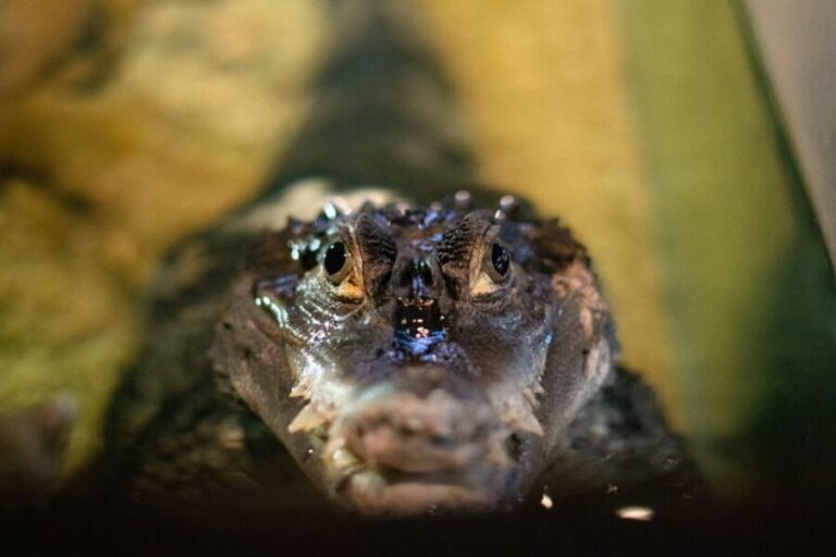 Corfu: Aquarium Entry Ticket with Guided Tour - Who Will Love This Experience?