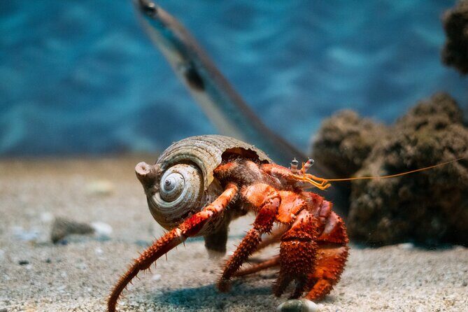 Corfu Aquarium Ticket with Tour Included - Why This Tour Works