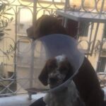 Corfu Old Town Guide Tour with Dog or City with 4 paws - What Reviewers Say: Authentic Insights