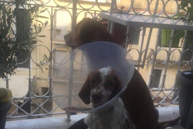 Corfu Old Town Guide Tour with Dog or City with 4 paws - What Reviewers Say: Authentic Insights