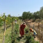 Corfu: Winery Tour and Tasting - Is This Tour Worth It?